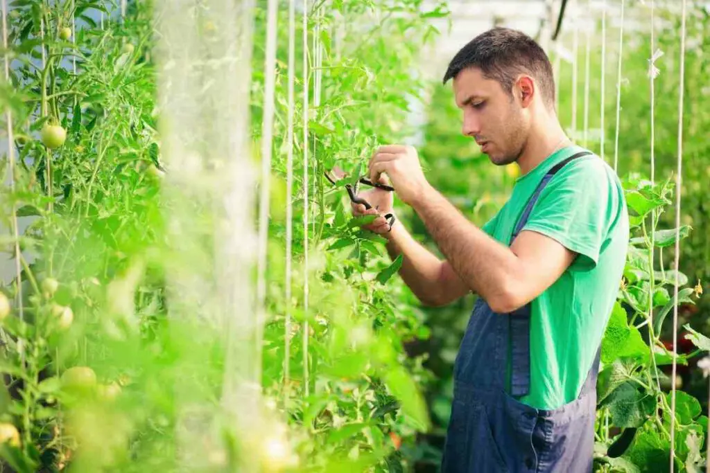 Tomato plant leaf diseases