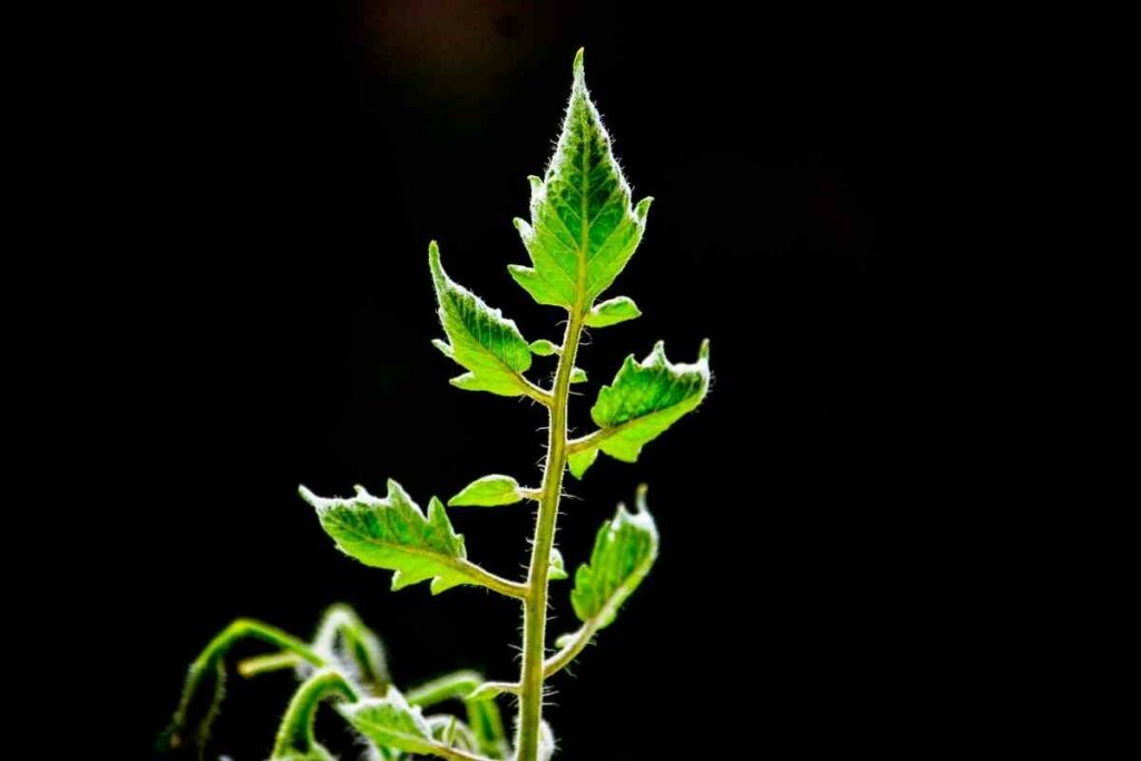 Tomato Leaf Diseases Guide