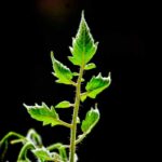 Tomato Leaf Diseases Guide