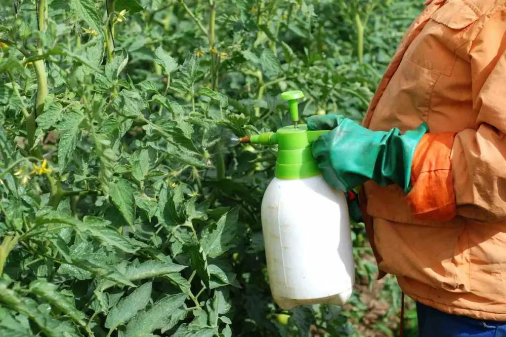 Saving tomato leaves from disease