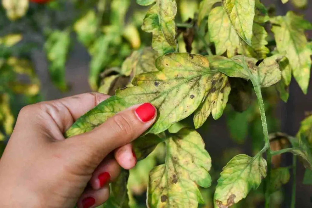 Tomato leaves turning yellow guide