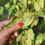 Tomato leaves turning yellow guide