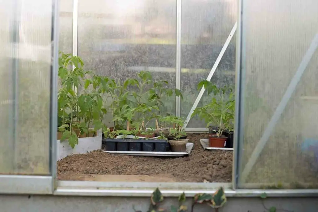 Tomato plant indoor