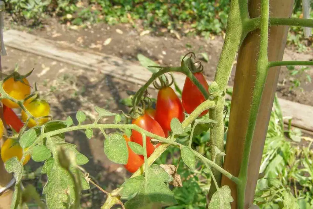 healthy tomato plant overwintering without greenhouse