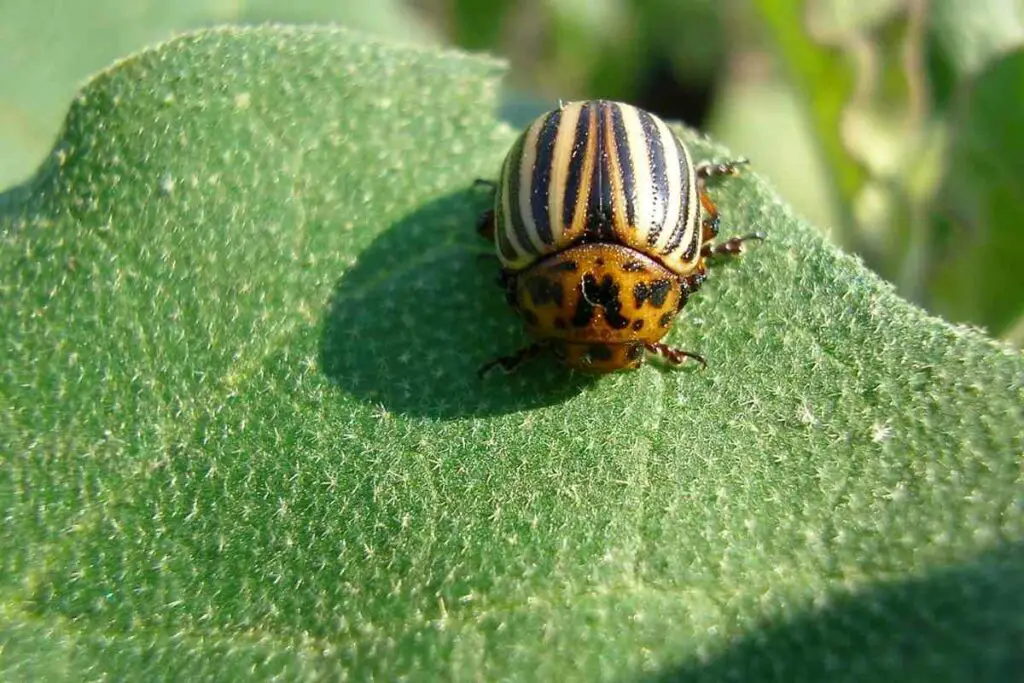 Tomato plants pests solutions