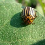 Tomato plants pests solutions