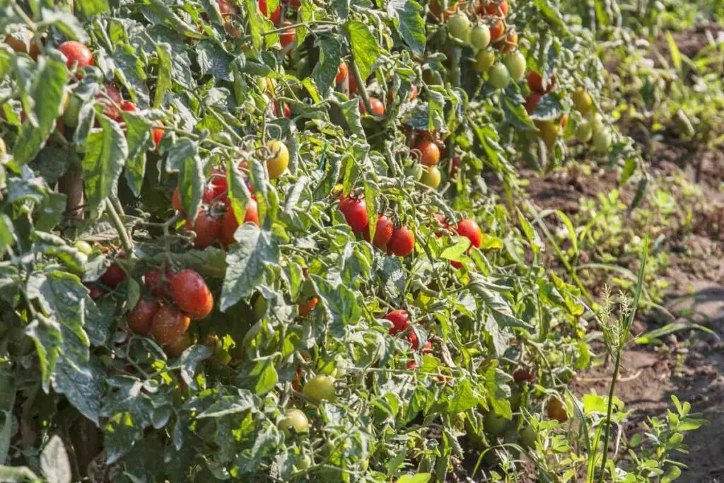 why do tomatoes die in the winter