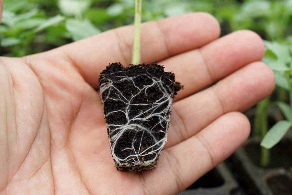 Tomato cuttings roots soil