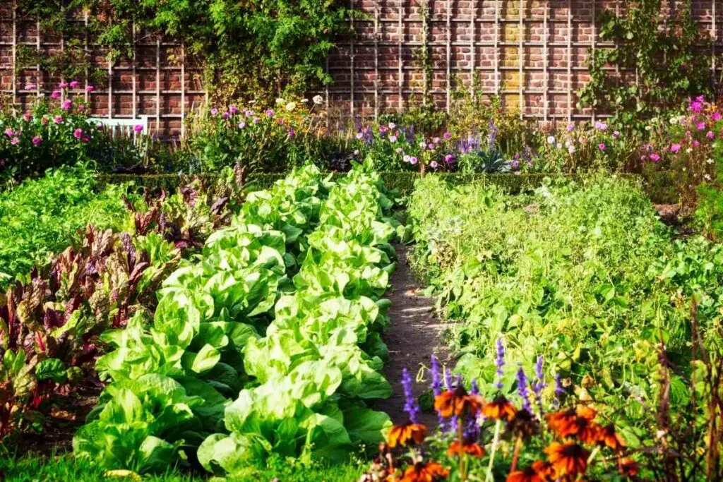 Vegetables pollination seeds