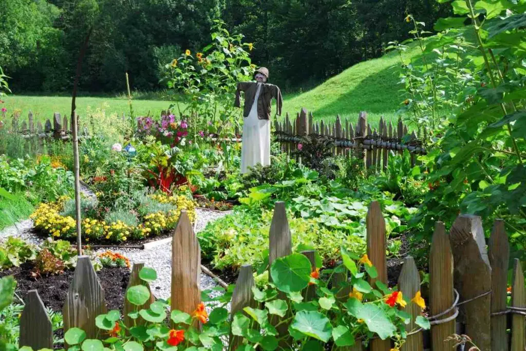 Vegetables without seeds in the garden