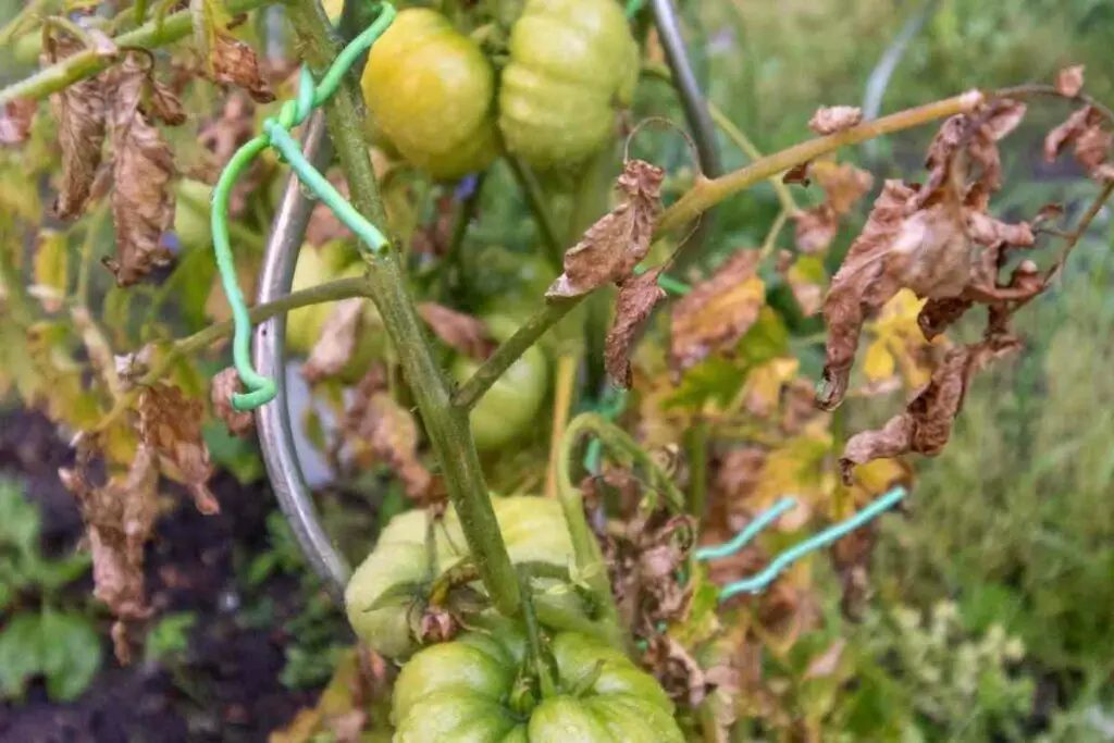 Verticillium wilting