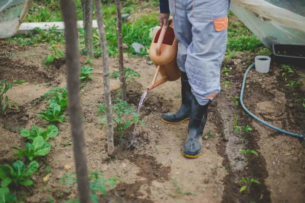 Watering tomato tips