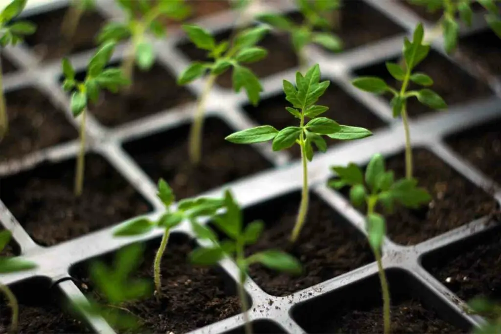 Watering young tomato plant