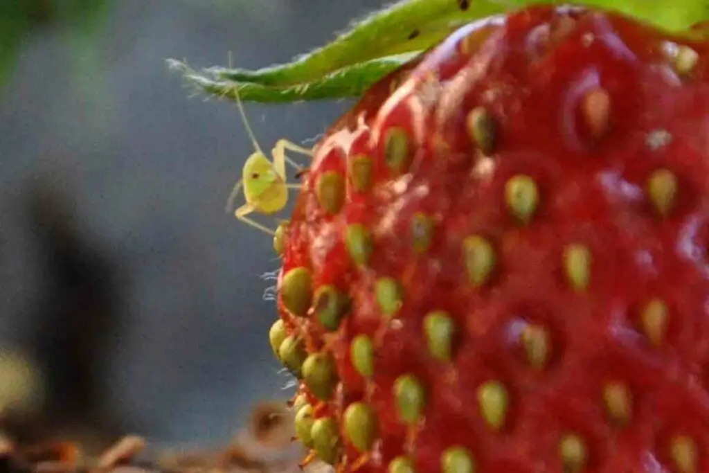 Strawberry bugs