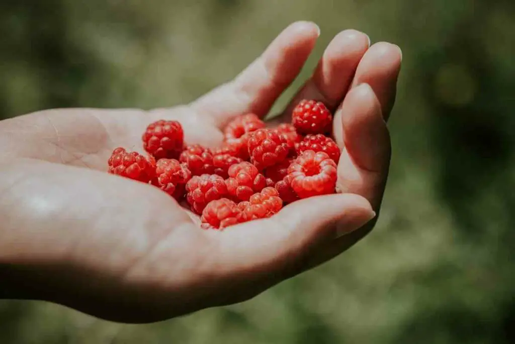 Raspberries edible seeds