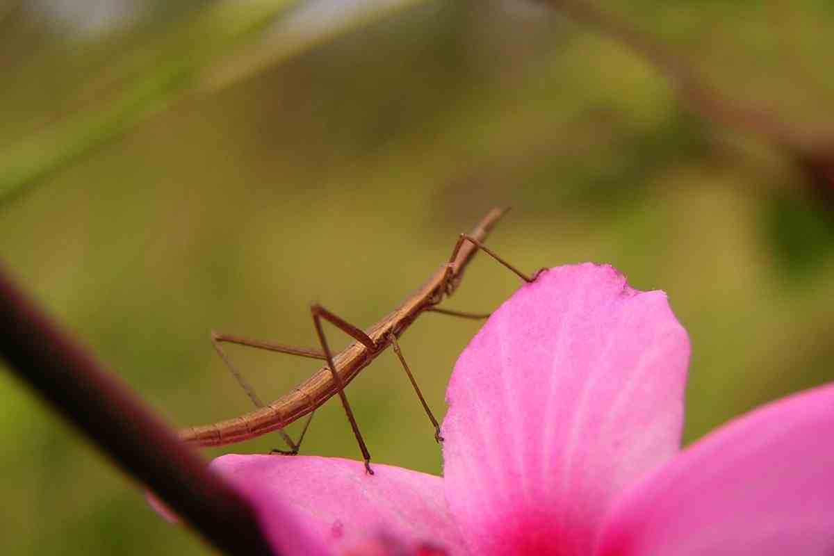 What To Feed Stick Insects?