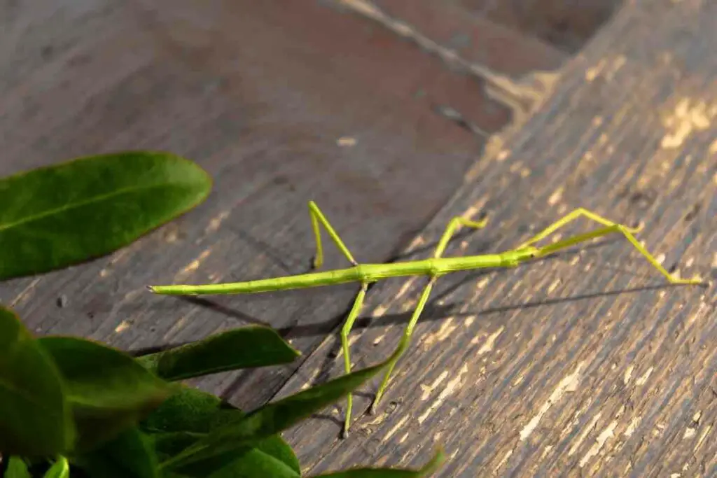 Green stick insect