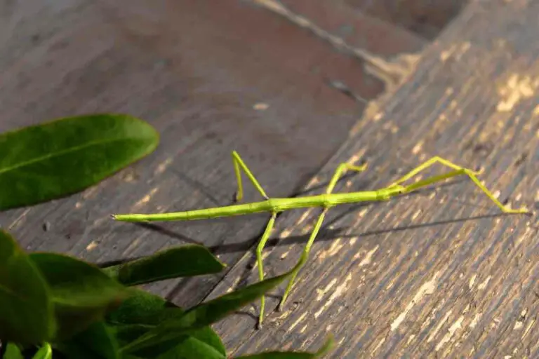 What To Feed Stick Insects?