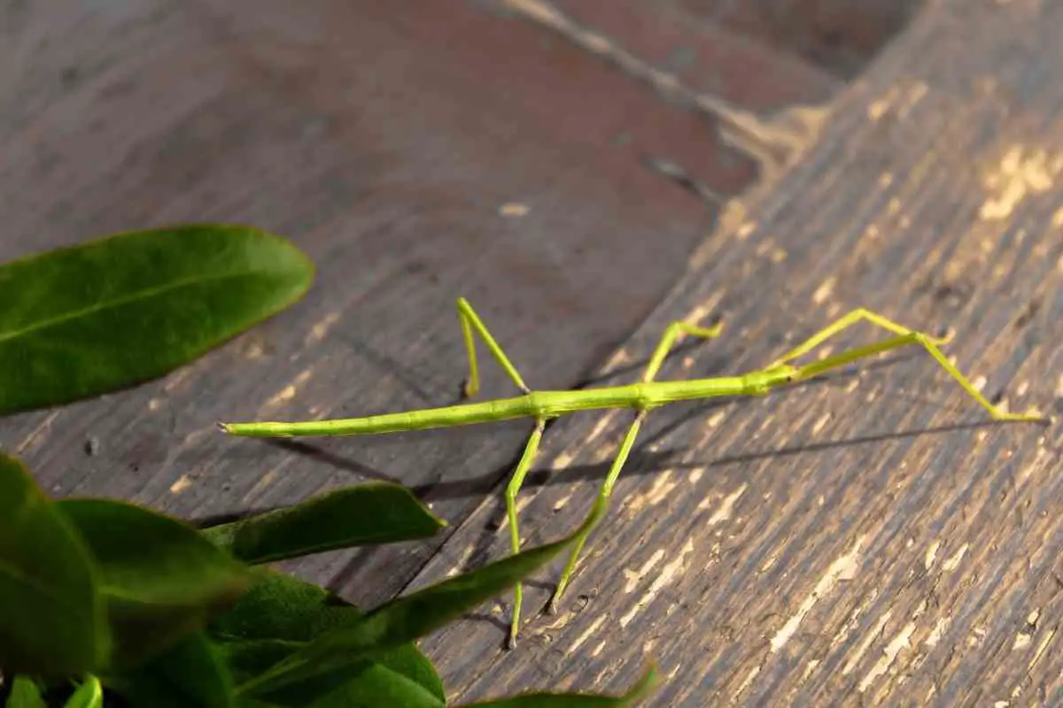 What To Feed Stick Insects?