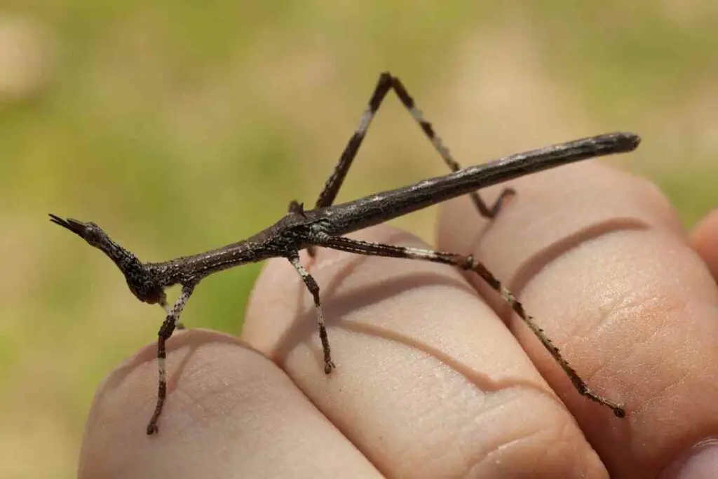 What to feed stick insects tips