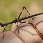 What to feed stick insects tips