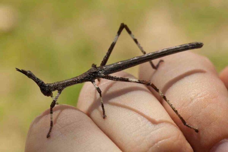What To Feed Stick Insects?