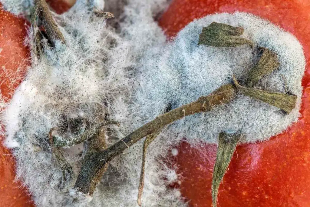 White mold tomato vegetable