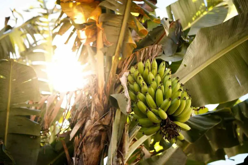 Farmers make seedless fruits