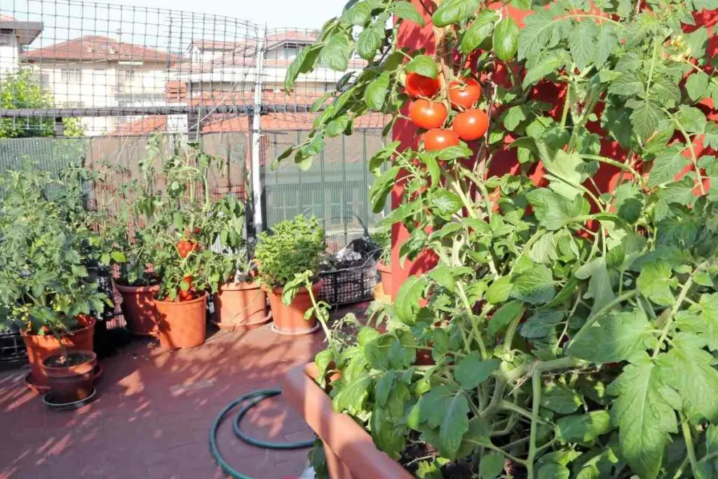 Winterizing tomato plant tips