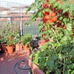 Winterizing tomato plant tips