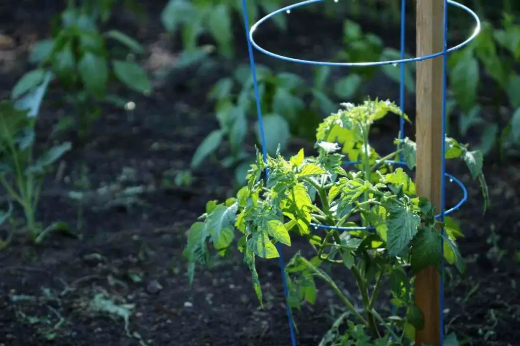 How to winterize tomato plant steps