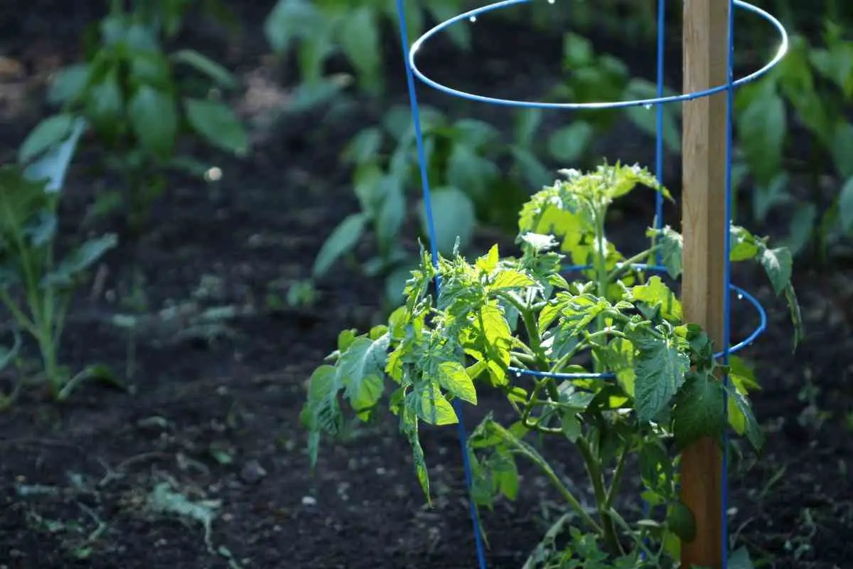 Can You Winterize Your Tomato Plant? (Tips and Tricks)