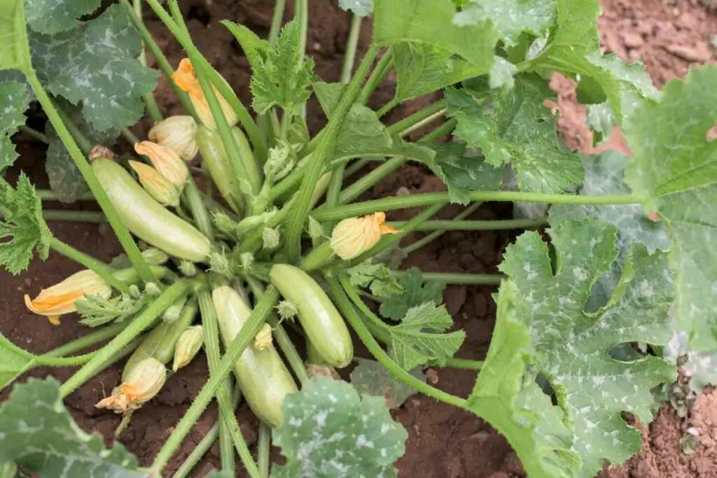 Zucchini cuttings