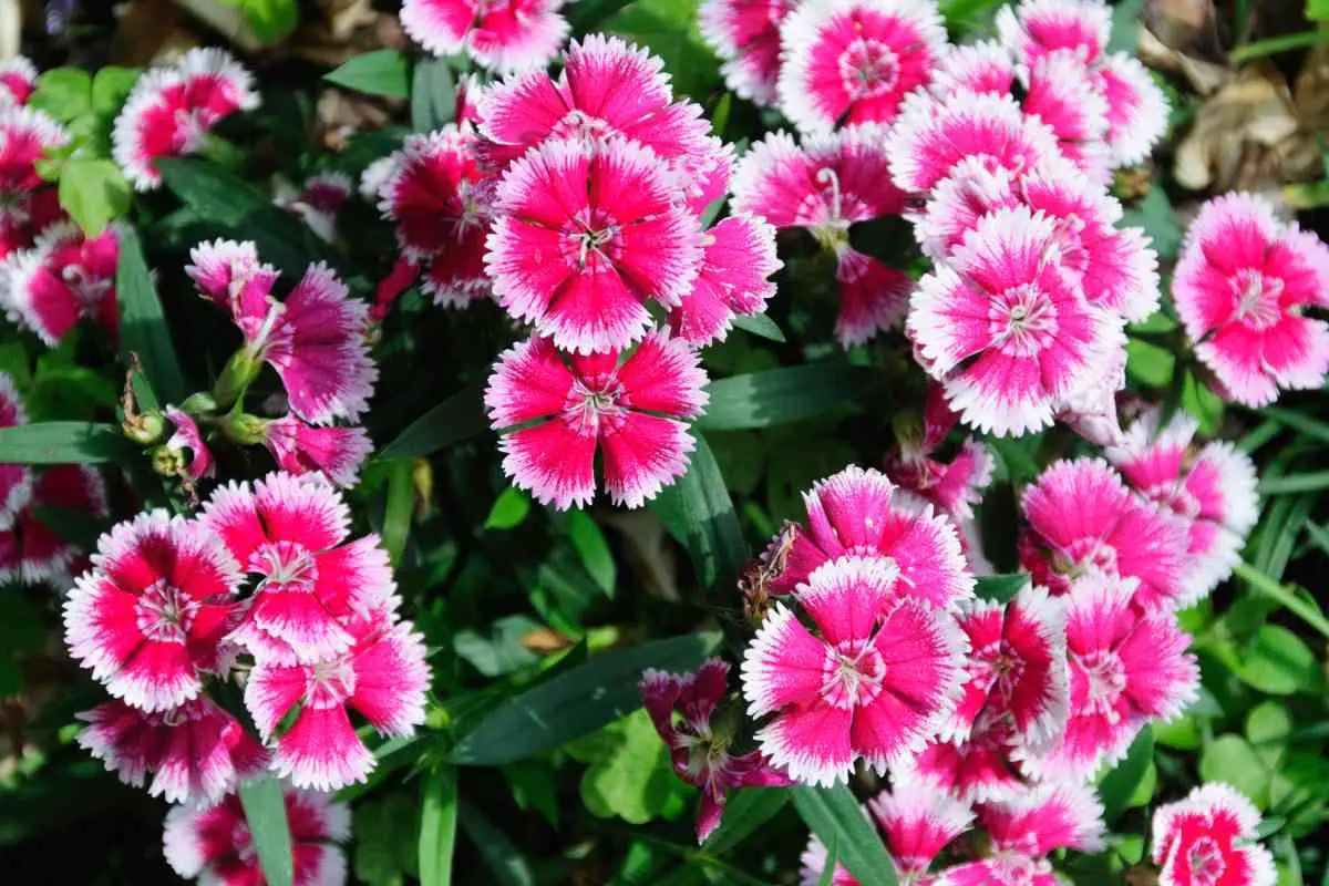 Dianthus A DeerProof Solution for Your Garden!