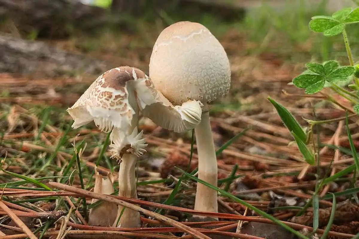 9 Mushrooms Found in Your Garden That Look Like Flowers
