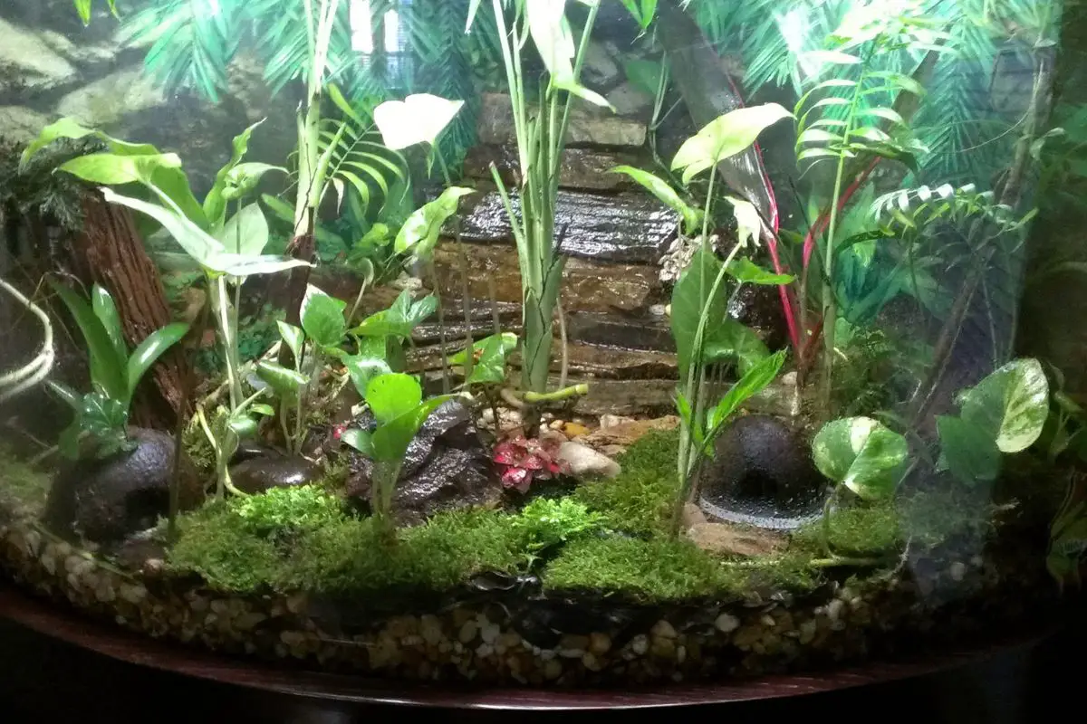 What's the Difference Between a Vivarium and a Terrarium?