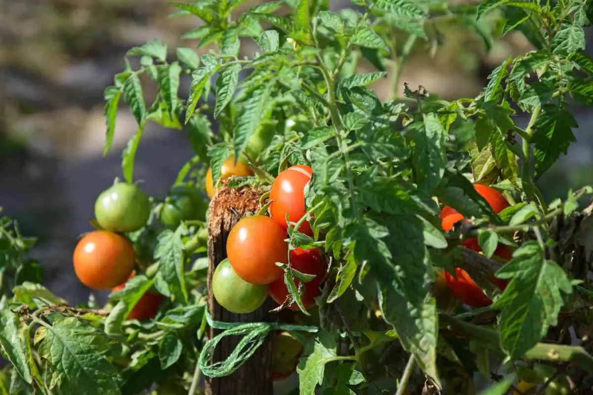 Do Tomato Plants Grow Back Every Year?
