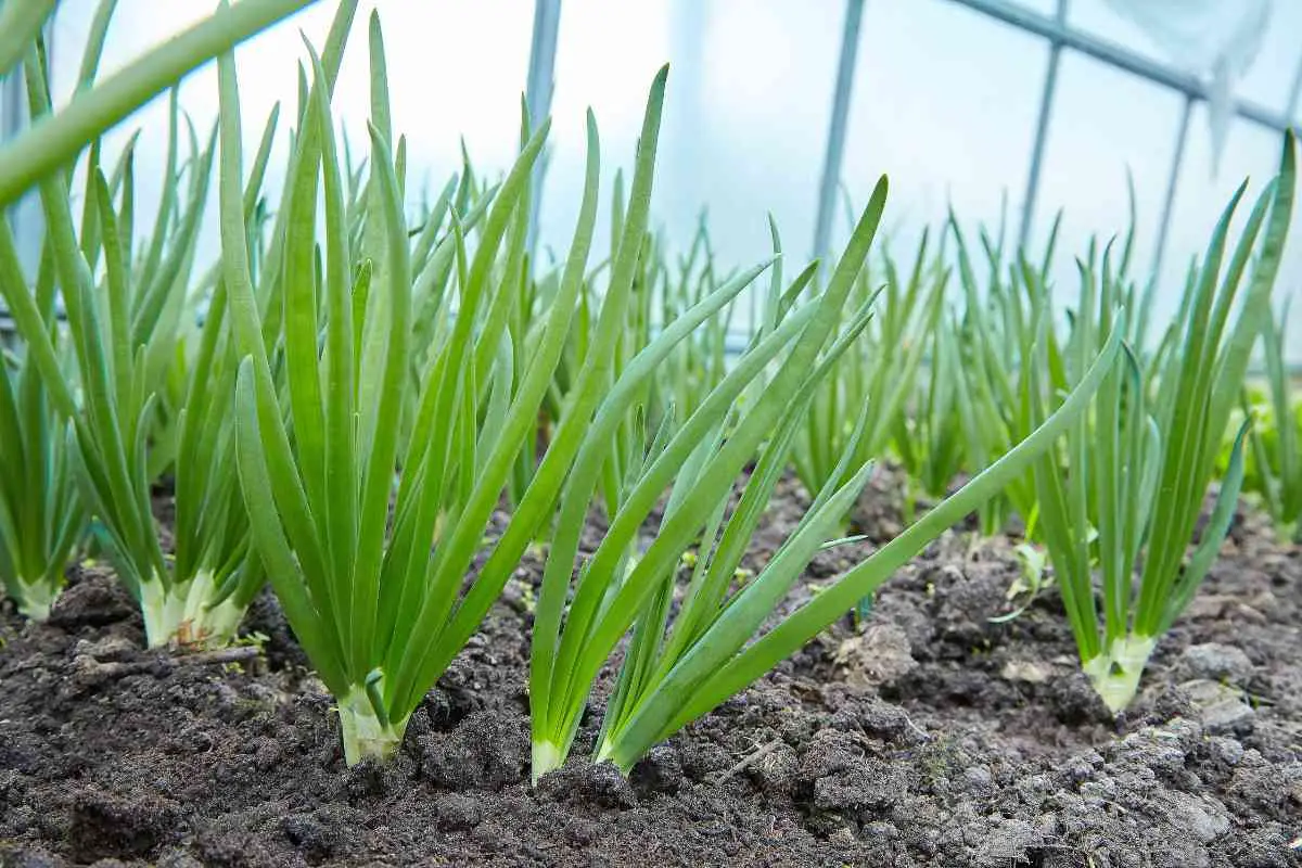 Grow Your Own Green Onions A StepbyStep Guide to Planting from Seed