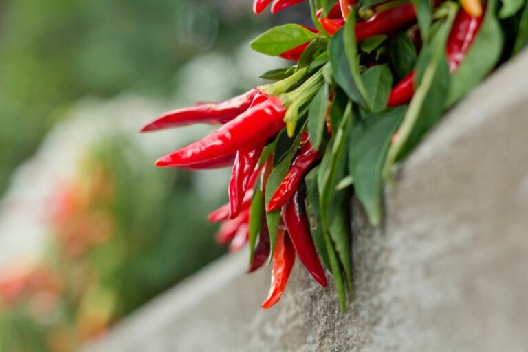 Why is My Garden Peppers Turning Black?