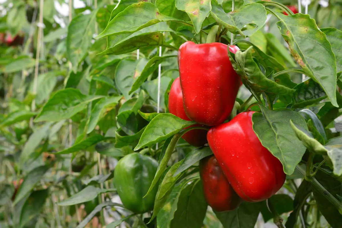The Ultimate Guide to Solving Bitter Peppers