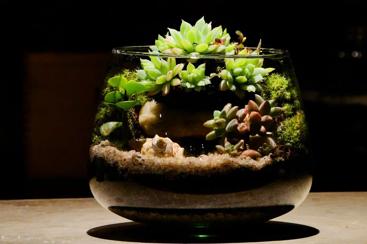 How to Start a Terrarium A Complete Guide