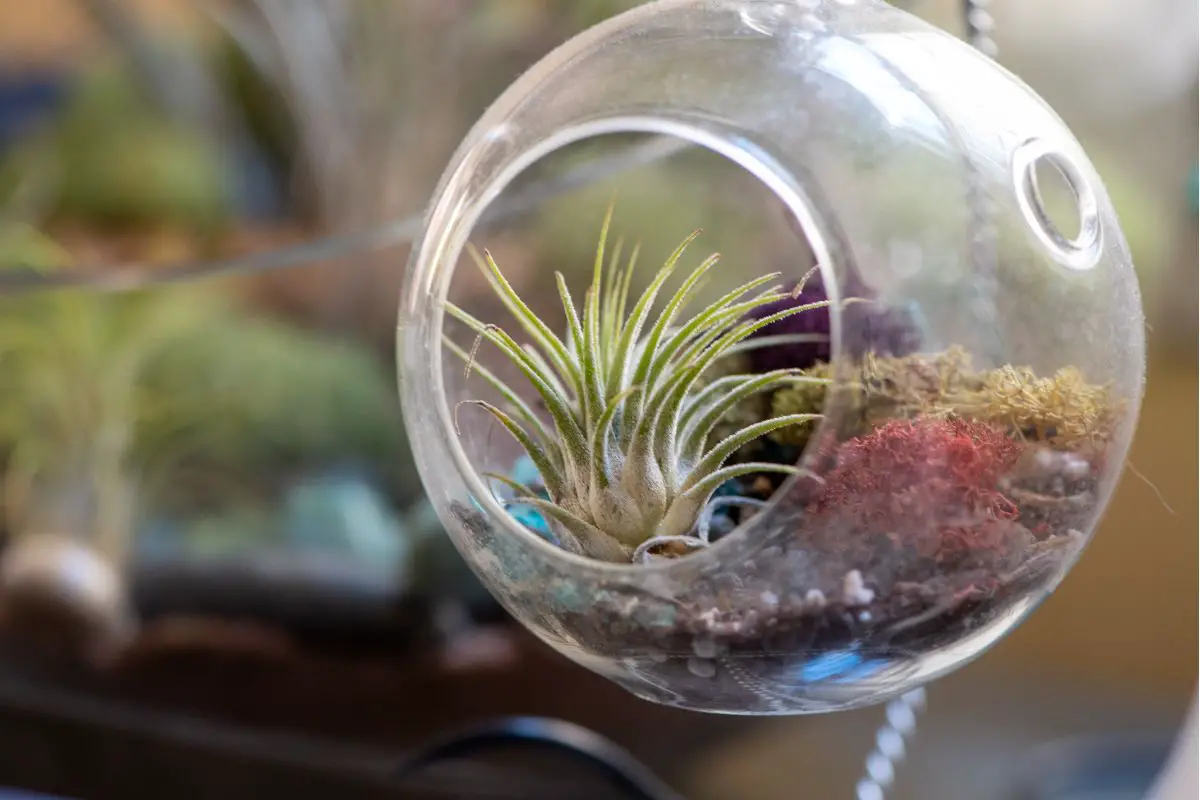 Why Is Mold Growing in My Terrarium?
