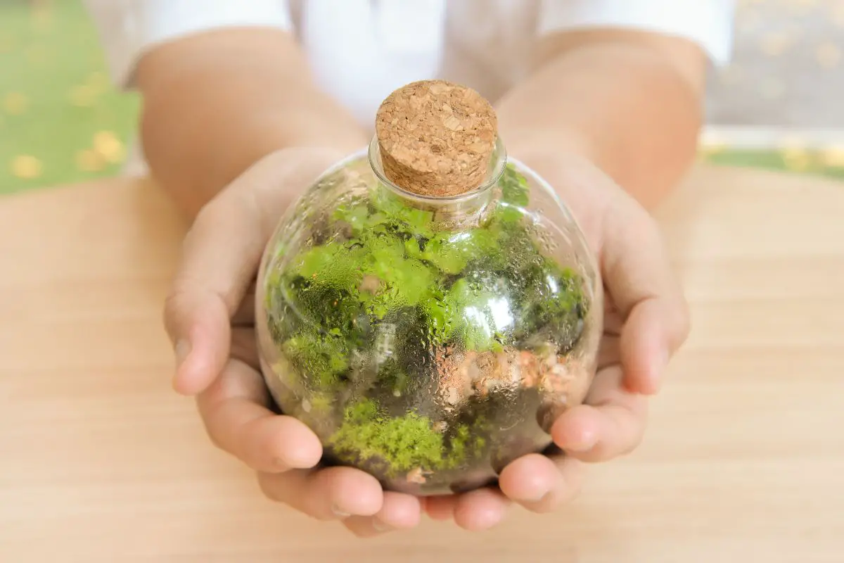 Why Are My Terrarium Plants Dying?