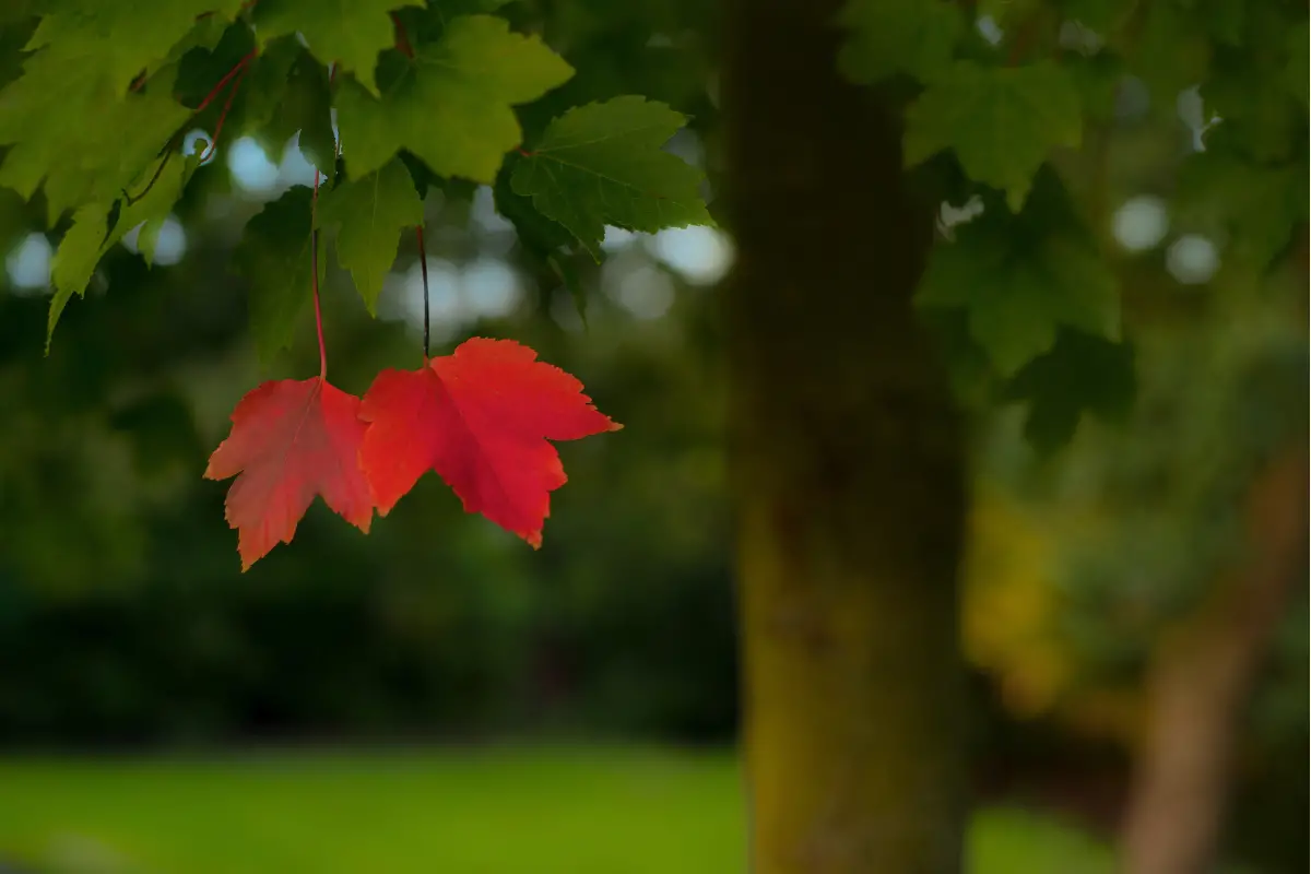 Why Are My Plant Leaves Turning Red or Purple? Understanding the Causes