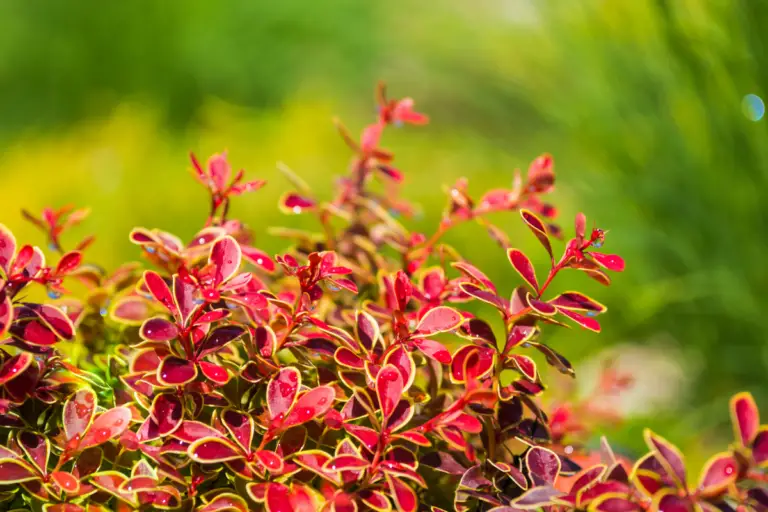 Why Are My Plant Leaves Turning Red or Purple? Understanding the Causes