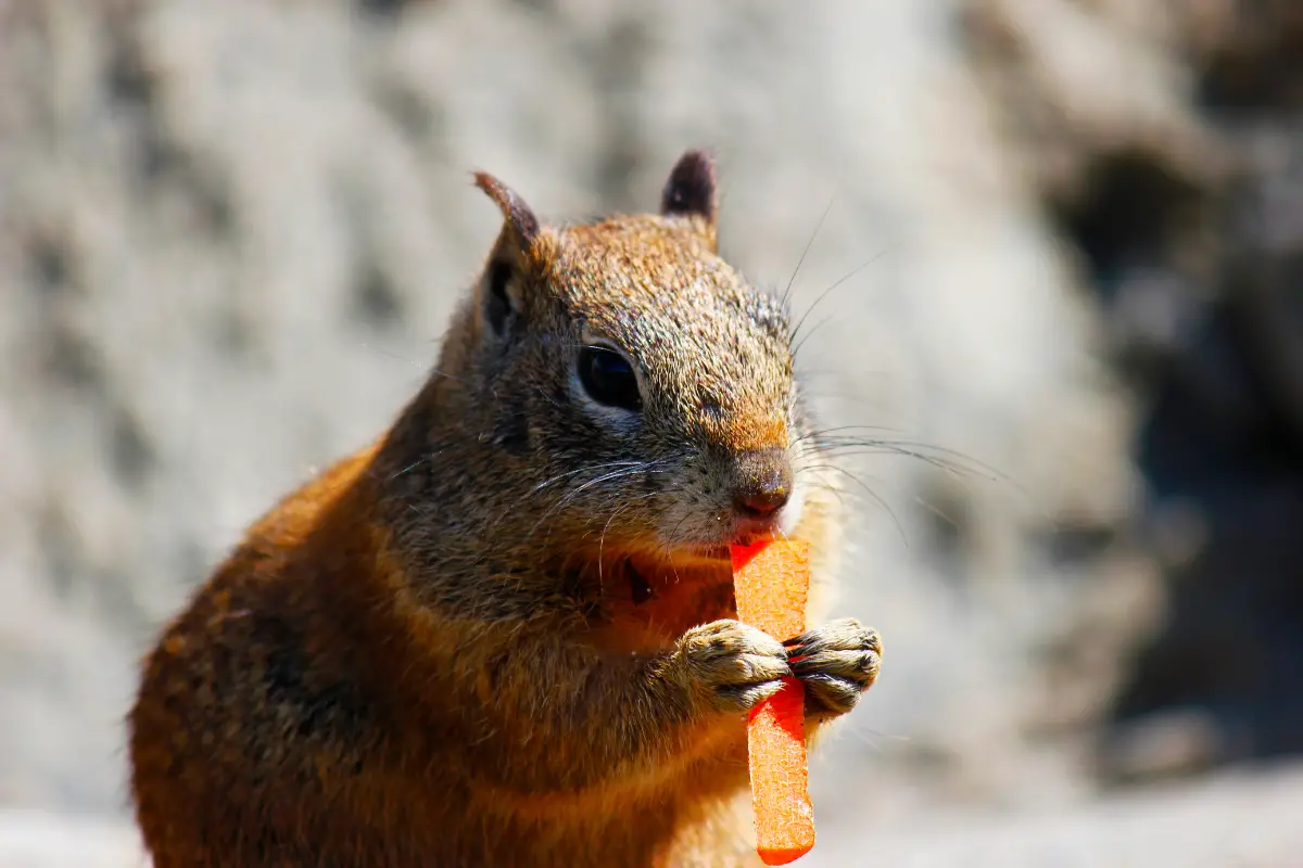 The Varied Diet of Squirrels Do Squirrels Eat Carrots?