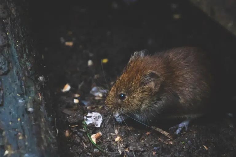 What Foods Kill Rats A Comprehensive Guide to Rat Eradication