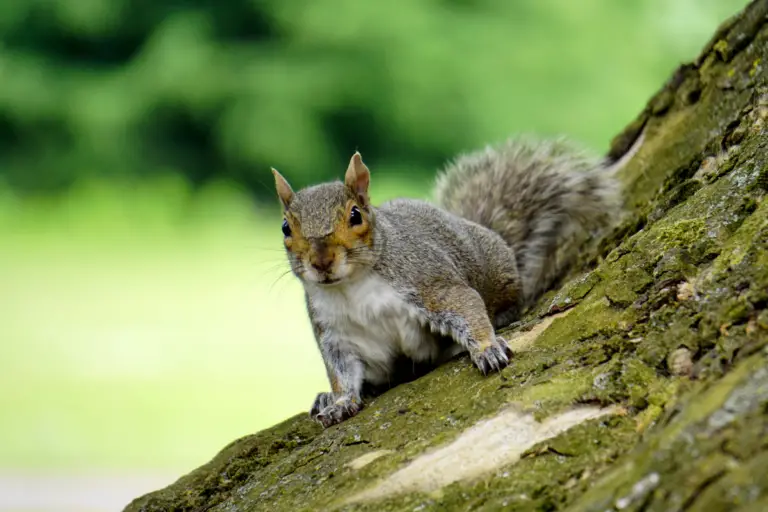 Squirrel Spinning Bird Feeder How It Works and Why You Need One