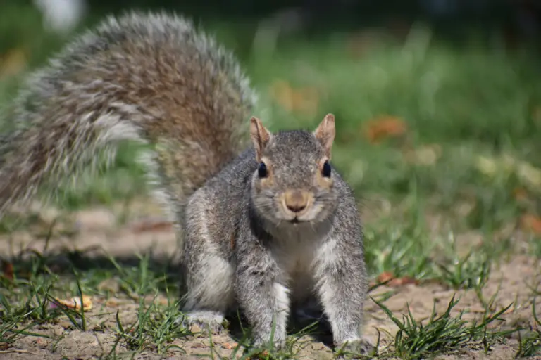 What Plants Will Squirrels Not Eat A Comprehensive Guide