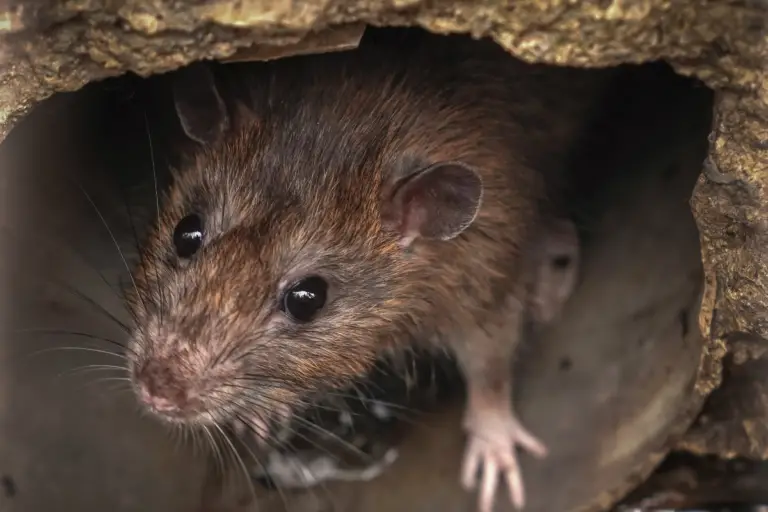 Bucket Rat Traps A Simple and Effective Solution for Rodent Control